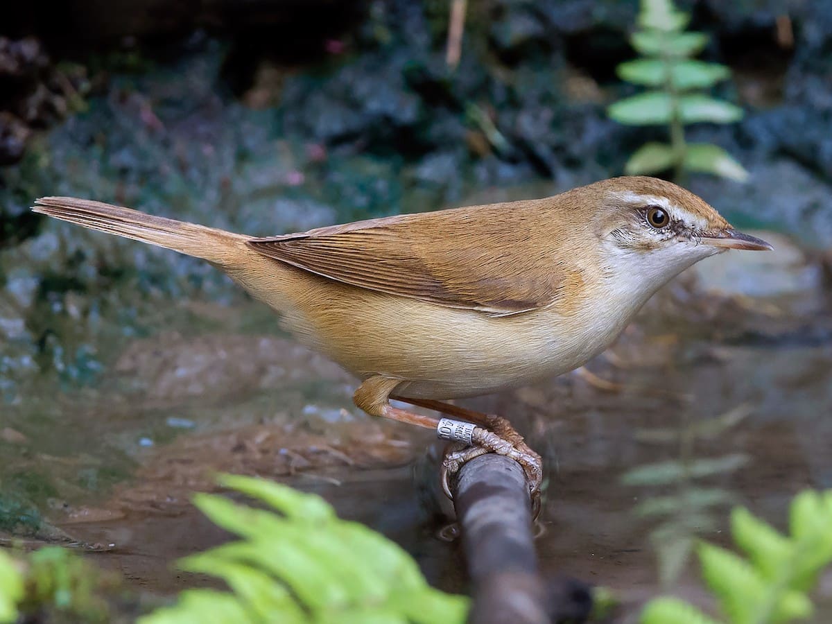 Paddyfield Warbler